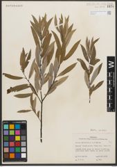 Foto von Salix petiolaris Sm.